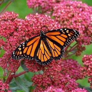 Meet your Posher, Lenniem